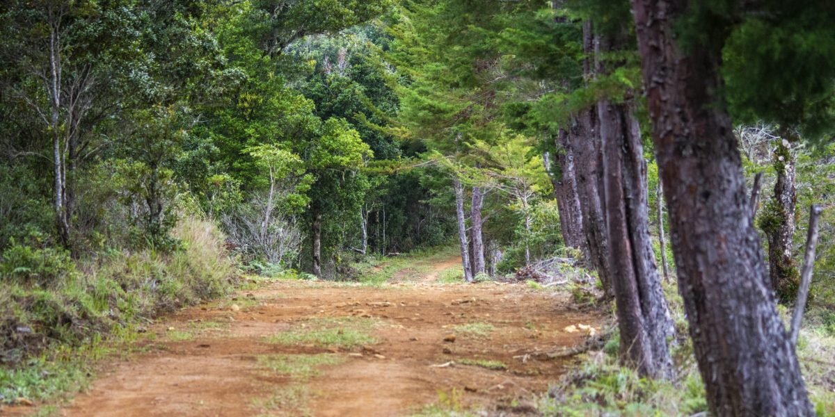 Cerro Paraguas #5