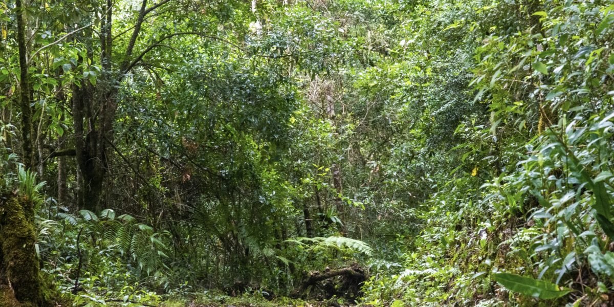 Cerro Paraguas #6