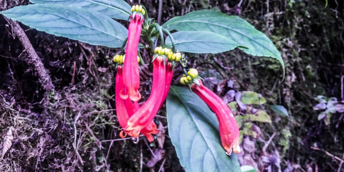 Cerro_Danta #6