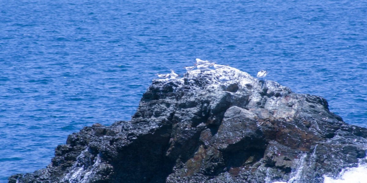 Isla Tortuga 1